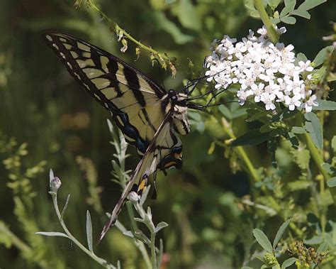 Female Eastern Tiger Swallowtail Yellow Form Papilio Gla Dan