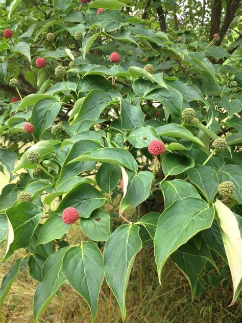 Maybe you would like to learn more about one of these? 612.JPG | Dogwood trees, Plant leaves, Plants
