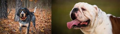 Bluetick Coonhound Vs English Bulldog Breed Comparison