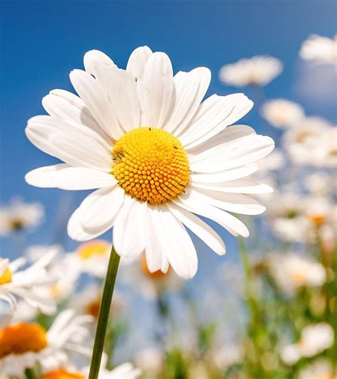 Top 25 Most Beautiful Daisy Flowers Flowers Photography Daisy Flower