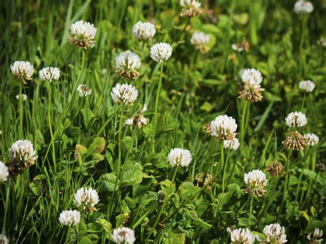 How To Identify Common Lawn Weeds How Tos Diy