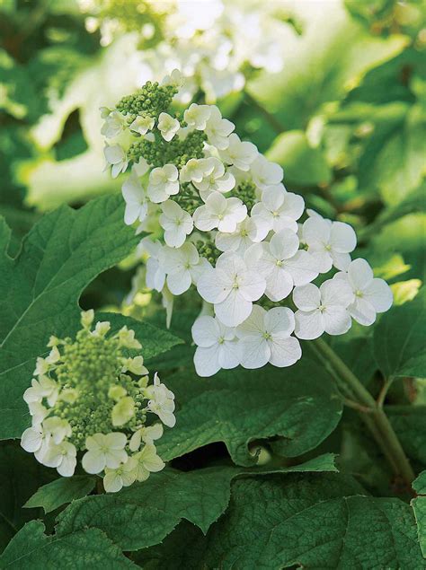 How To Choose The Best Hydrangeas To Grow Better Homes And Gardens