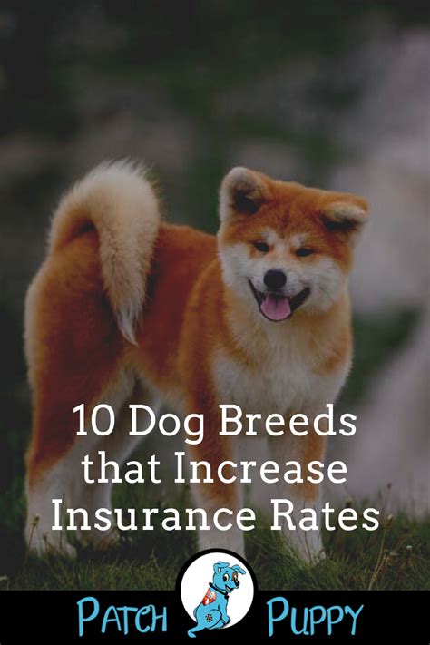 Check spelling or type a new query. 10 Dog Breeds that Increase Insurance Rates - PatchPuppy.com in 2020 | Dog breeds, Dogs, Breeds