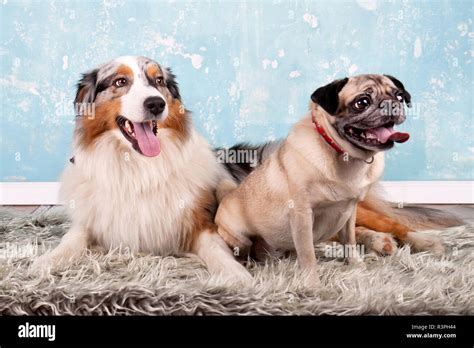 Two Dogs Together Stock Photo Alamy