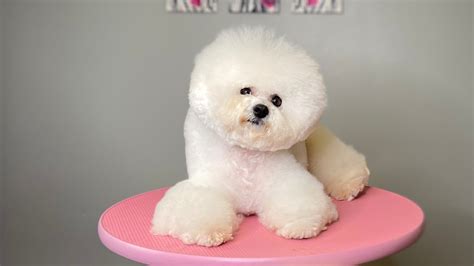 75 Clipping A Bichon Frise Pic Bleumoonproductions