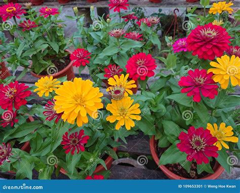 Potted Plants With Yellow And Red Flower Stock Image Image Of Yellow