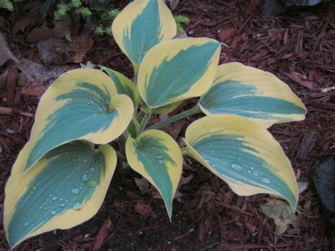 Autumn Frost Hosta Archives Knechts Nurseries And Landscaping