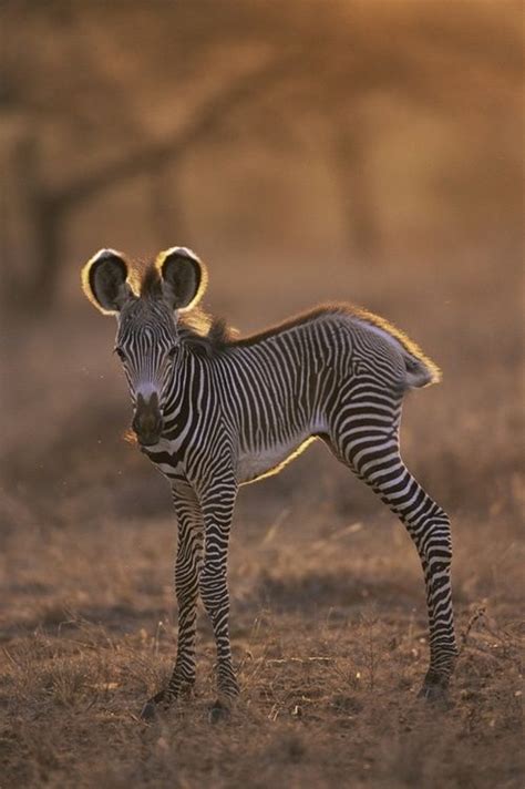 Baby Zebra Animaux Mignons Bébés Animaux Animaux Les Plus Mignons