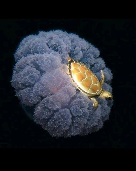 Pin By Bernadette Garcia On Turtles Sea Turtle Turtle Jellyfish