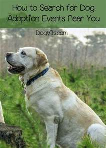 10km 25km 50km 100km 250km. 5 Tips to Find Dog Adoption Events Near You - DogVills