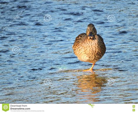 Lonely Duck On One Leg Resting In The Creek Stock Image Image Of