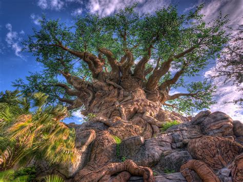 The tree of life wallpapers and images - wallpapers, pictures, photos
