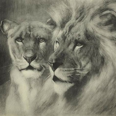 Get inspired by our community of talented artists. Lioness Drawing at GetDrawings | Free download