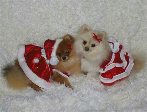 Merry Christmas Pomeranians Dog Christmas Pictures Christmas Dog