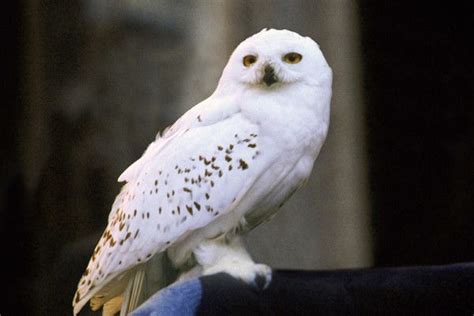 Which Harry Potter Animal Are You Loyal Friends Harry Potter