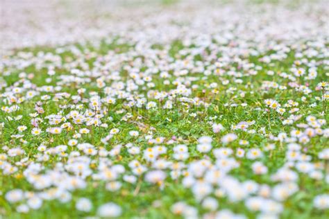 Chamomile Flowers Spring Field Stock Image Colourbox