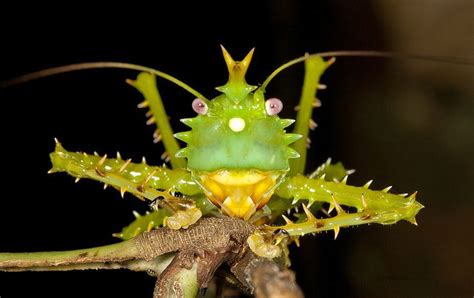 Spike Headed Katydid Gekrönte Laubheuschrecke Insect Species Bugs