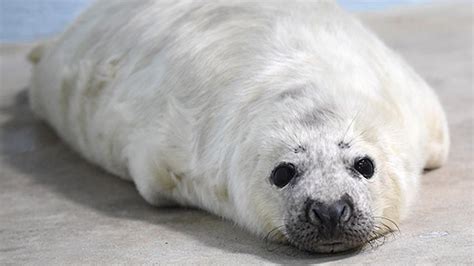 Photos Gray Seal Pup Born At Brookfield Zoo Abc7 Chicago