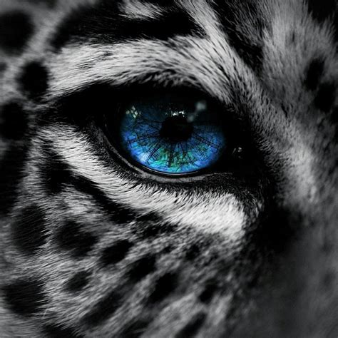 Leopard With Blue Eyes Snow Leopard Blue Eye Ipad Wallpaper ユキヒョウ