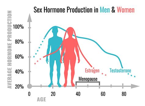 Cu Les Son Las Funciones De Las Hormonas Sexuales Mejor Con Salud