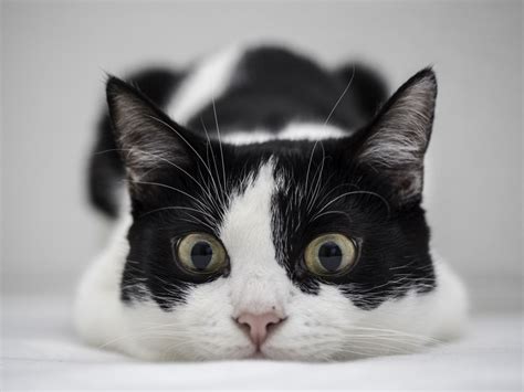 Un gato blanco y negro hd 1024x768 - imagenes - wallpapers gratis