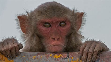 Ethicists Voice Concerns Over Creation Of Humanized ‘autistic Monkeys