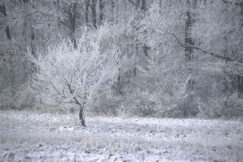 Free Images Tree Forest Branch Wood Frost Ice Weather Season