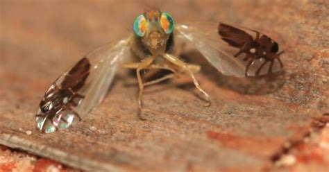 Tywkiwdbi Tai Wiki Widbee A Fruit Fly S Wing Markings Mimic Ants