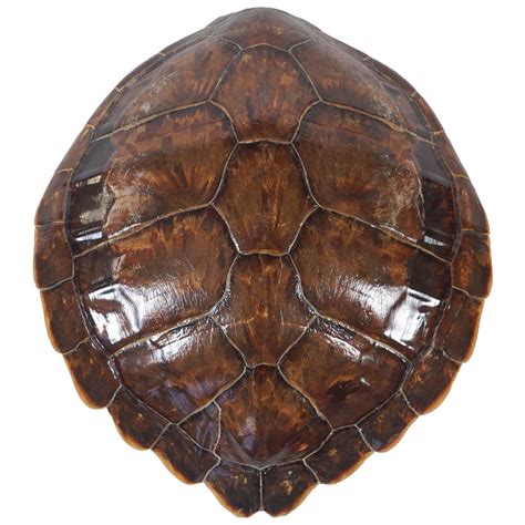 Antique 19th Century Large Tortoiseshell Or Carapace At 1stdibs Large