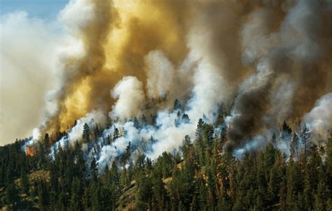 Wildfires In Canadian Boreal Forests Walker And Colleagues 5