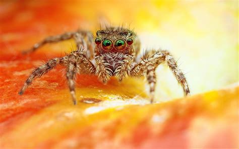 Spider Cute Wallpapers Wallpaper Cave