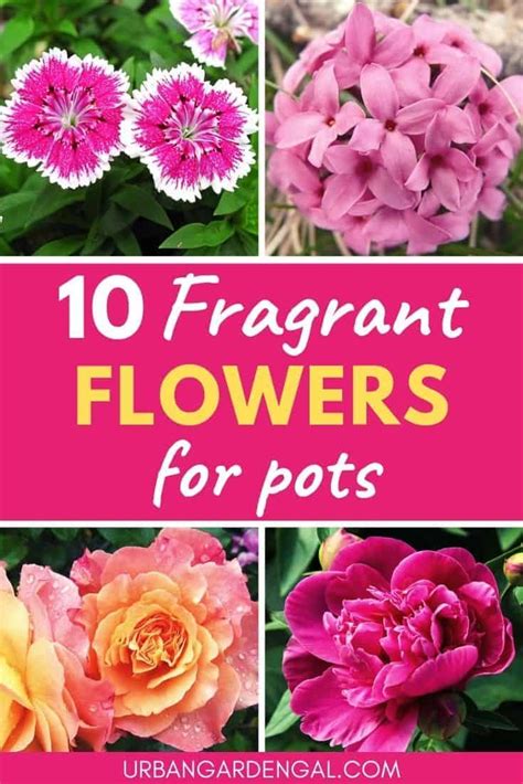 Fragrant Flowers Are Ideal For Growing In Containers So