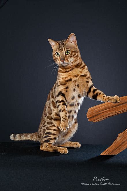 Bengal cats are active and playful kitties, who were originally bred from a domestic cat and an asian spotted leopard. Lunakatz Bengals