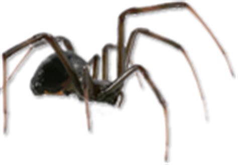 Black widows are a houston pest we at gulf coast exterminators get many service calls for. Indoor Pests Jacksonville, FL Lawn Spraying & Indoor Pest ...
