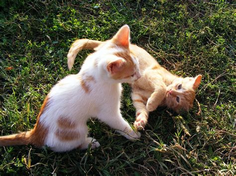 Kittens Spelen Dieren Gratis Foto Op Pixabay