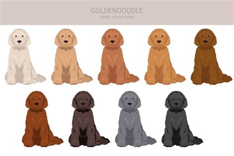 228 Black White Goldendoodle Images Stock Photos 3d Objects