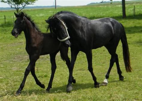 Pferde malvorlagen kostenlos zum ausdrucken für kinder. Wir hoffen auf unser Fohlen 2010 - Teil VI - Seite 1247