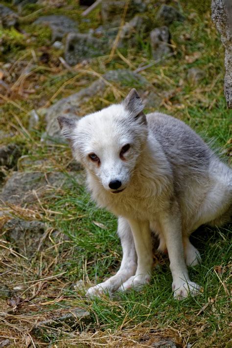 Free Images Zoo Predator Fauna Arctic Fox Wild Animal Eyes
