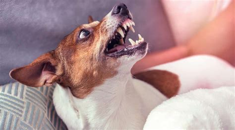 7 Reasons Why Your Dog May Have Suddenly Become Aggressive
