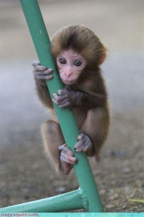 Cute Baby Monkeys Pictures