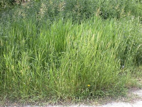 Crabgrass Vs Quackgrass How To Identify And Kill These Nasty Weeds