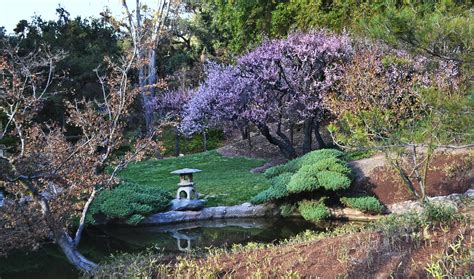 Japanese Garden At The Huntington Huntington Botanical Gar Flickr