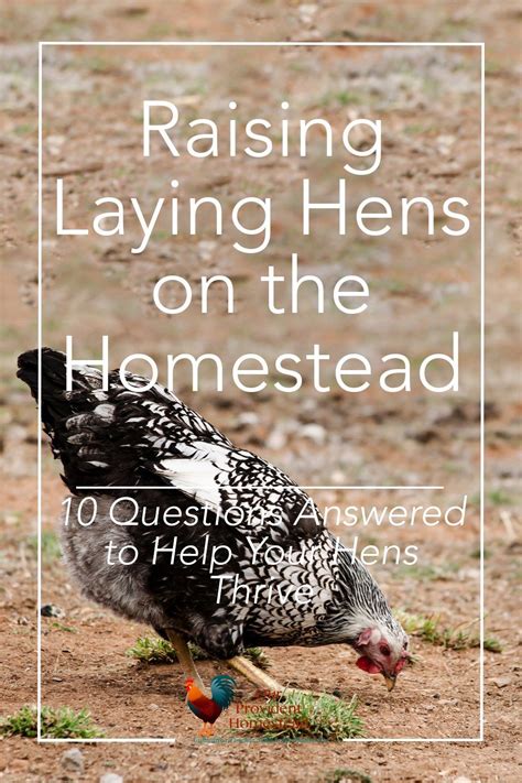 the essential guide to raising laying hens for your homestead laying chickens laying hens