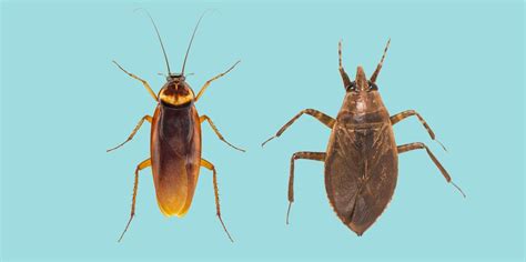 Water Bugs Vs Cockroaches How To Tell The Difference And Kill Them