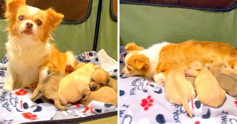 Mama Dog Sad After Losing Litter Finds Hope Again By Adopting Orphaned
