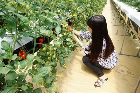 Korean Farming Experience Tours One Day Harvest Programs In Daegu