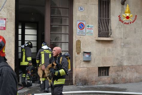 Immediatamente si sono precipitati sul posto, a fianco del. Torino, i pompieri salvano con l'ossigeno il cane ...