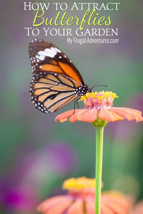 How To Attract Butterflies To Your Garden My Frugal Adventures