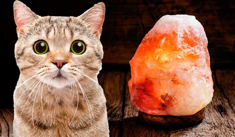 My cat treats us like salt licks if we have been sweating. Vets Warn How Cats Are In Danger From HImalayan Salt Lamps