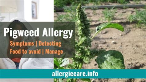 Best 5 Home Remedies For Allergy In Eyes Allergie Care